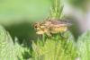 Scathophaga stercoraria